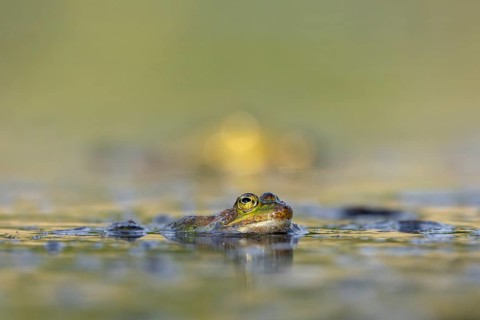Water frogs (Pelophylax cl. esculentus) do not leave the water immediately after spawning, they are