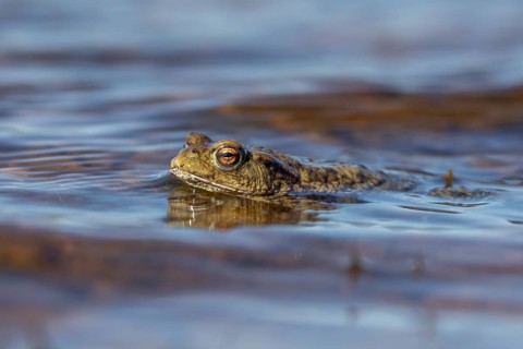 On a windy day, a male common toad (Bufo bufo) waits on the lake shore for the females to arrive,