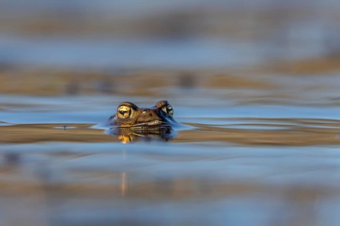 While the male common toads (Bufo bufo) spend several weeks in the spawning waters, the females