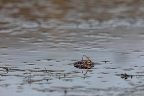 Well camouflaged and floating on the water, a male common toad (Bufo bufo) looks out for females in