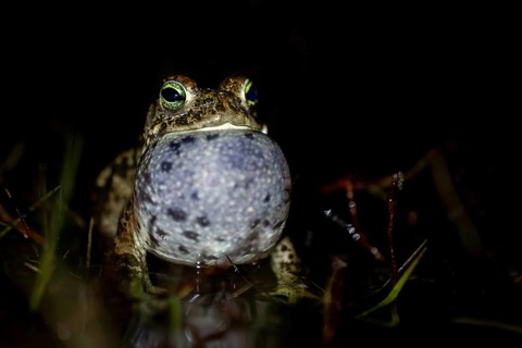 At night, the calls of the natterjack toad (Epidalea calamita) can be heard from up to 2 km away,