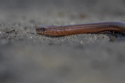 The slow worm (Anguis fragilis) slowly retreats into cover, probably having noticed my presence