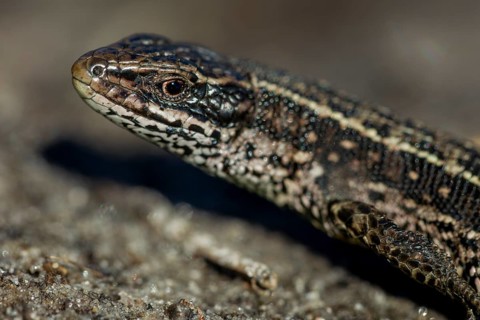 The male forest lizard (Zootoca vivipara) still lacks the orange-coloured belly that the animals