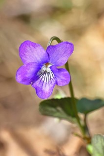Grove violet (Viola riviniana), blue flower, on the forest floor in a beech forest, spring,