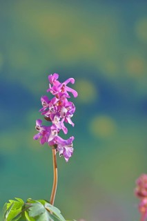 Hollow larkspur (Corydalis cava), inflorescence in a beech forest, spring, Wilnsdorf, North