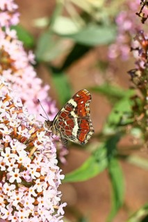 Land carder (Araschnia levana), summer generation, closed wings, underside of wings, on a summer