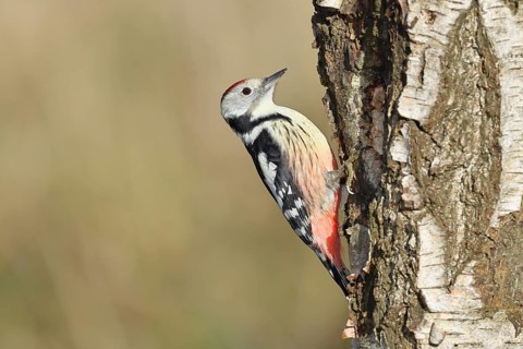 Middle spotted woodpecker (Dendrocopos medius), foraging on the trunk of a common birch (Betula