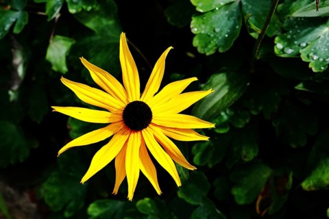 Yellow coneflower (Echinacea paradoxa), yellow flower against a black background, in a garden,