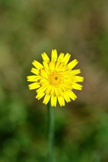 Mouse-ear hawkweed, also known as mouse-eared hawkweed or long-haired hawkweed (Hieracium
