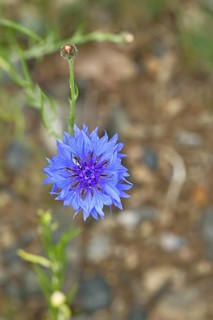 Cornflower (Centaurea cyanus), blue flower at the edge of a field, Wilnsdorf, North