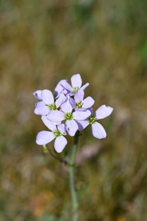 Meadow foamwort (Cardamine pratensis), cuckoo flower, lady's mantle in bloom, Wilnsdorf, North