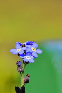 Marsh forget-me-not (Myosotis palustris), true forget-me-not in bloom in spring, close-up,