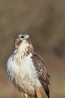Buzzard (buteo buteo), light-coloured variant, light morph, side view, animal portrait, wildlife,
