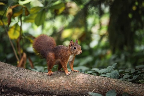 Eurasian squirrel (Sciurus vulgaris), red squirrel stands attentively on a lying tree trunk in the