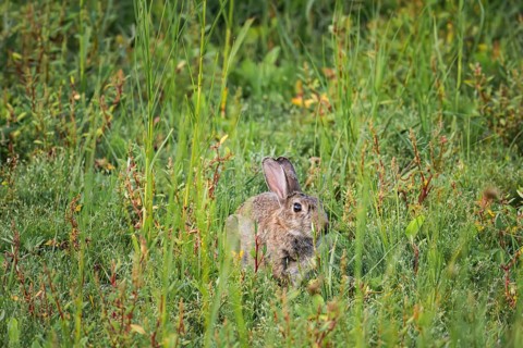 Wild rabbit (Oryctolagus cuniculus) adult, sitting in high coastal grass and low vegetation, side