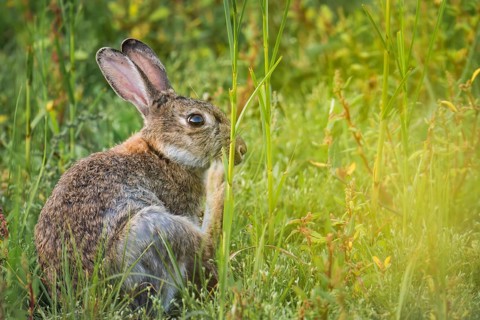 Wild rabbit (Oryctolagus cuniculus) adult, sitting in high coastal grass and scratching itself,