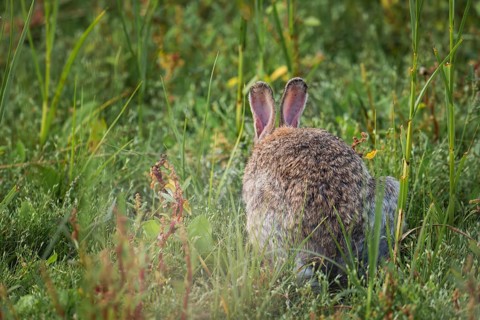 Wild rabbit (Oryctolagus cuniculus) adult, sitting from behind in tall grass, erect ears and fluffy