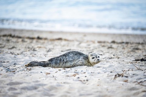 Harbour seal (Phoca vitulina) pup, howler, lying on the sandy beach, side view with frontal view of