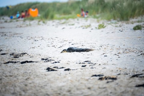 Harbour seal (Phoca vitulina) pup, howler, lying on a sandy beach, blurred dunes and people in the