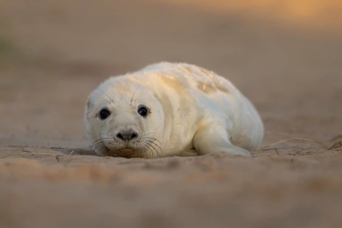 Grey seal (Halichoerus grypus) juvenile baby pup animal resting on a sand dune by a beach in
