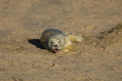 Grey seal (Halichoerus grypus) sleepy juvenile baby pup animal yawning on a sandy beach in winter,