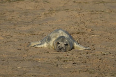 Grey seal (Halichoerus grypus) juvenile baby pup animal sleeping on the sand of a beach in winter,