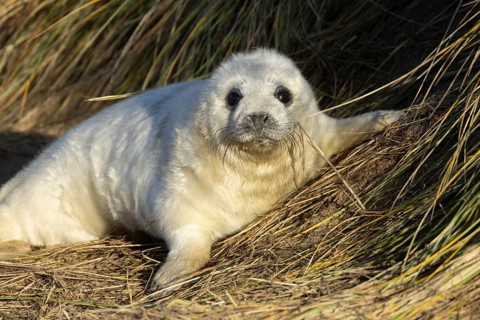 Grey seal (Halichoerus grypus) juvenile baby pup animal sleeping by a sand dune on a beach in