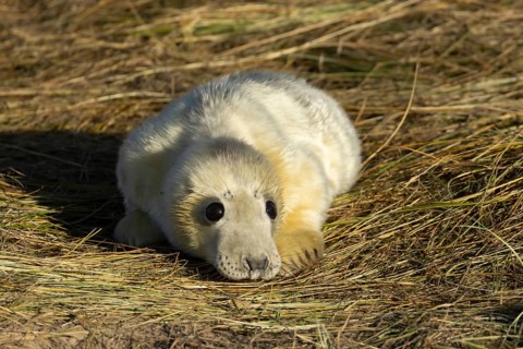 Grey seal (Halichoerus grypus) juvenile baby pup animal resting on a sand dune by a beach in