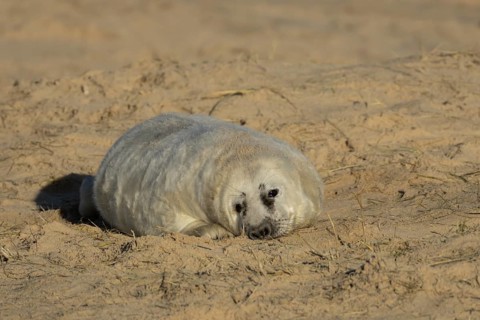 Grey seal (Halichoerus grypus) juvenile baby pup animal resting on a sandy beach in winter,