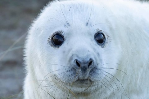 Grey seal (Halichoerus grypus) juvenile baby pup animal head portrait in winter, England, United