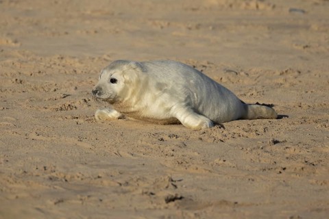Grey seal (Halichoerus grypus) juvenile baby pup animal on a sandy beach in winter, England, United