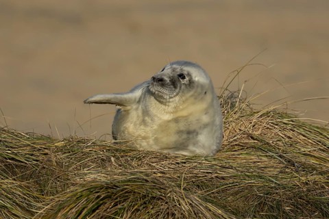 Grey seal (Halichoerus grypus) juvenile baby pup animal resting on a sand dune by a beach in