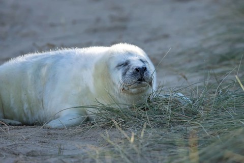 Grey seal (Halichoerus grypus) juvenile baby pup animal sleeping by a sand dune on a beach in