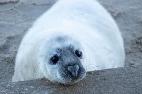 Grey seal (Halichoerus grypus) juvenile baby pup animal resting its head on a sea defence wall on a