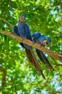 Two blue parrots on a branch with green leaves, one of them tilts its head curiously, Hyacinth