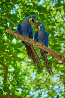 Two blue macaws on a branch amidst green leaves interacting with each other, Hyacinth Macaw