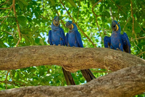 Three parrots sitting on a branch, surrounded by leaves in sunny weather, Hyacinth Macaw