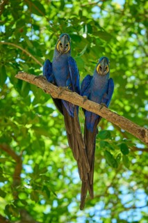 Two blue parrots side by side on a narrow branch surrounded by dense foliage, Hyacinth Macaw