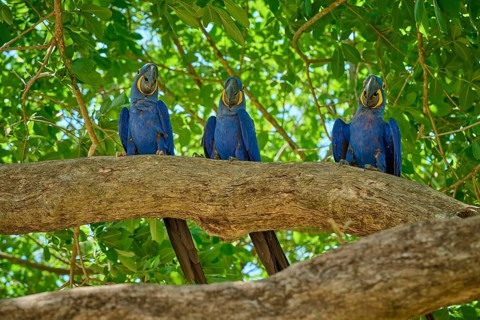 Three Hyacinth Macaws on a branch under green foliage in daylight, Hyacinth Macaw (Anodorhynchus