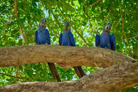 Three Hyacinth Macaws sitting next to each other on a tree in a tropical environment, Hyacinth