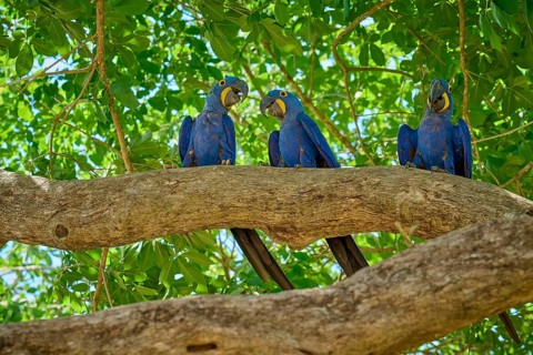 Three blue parrots sitting on a branch surrounded by green leaves on a sunny day, Hyacinth Macaw