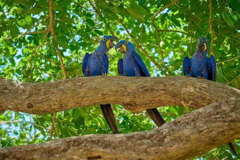 Three blue macaws next to each other on a tree branch in a green natural environment, Hyacinth