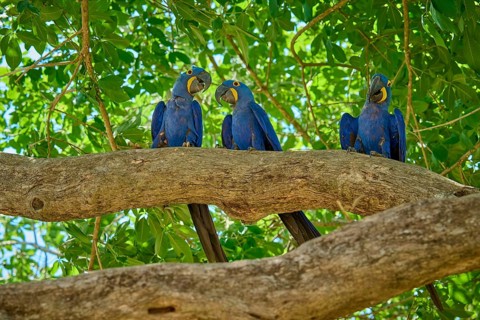 Three blue parrots on a branch with green leaves in the background on a sunny day, Hyacinth Macaw
