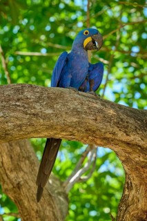 A blue macaw sitting high on a branch with a green foliage background, vertically orientated,