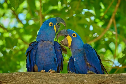 Pair of blue macaws on a branch, in a tropical, lively natural setting, Hyacinth Macaw
