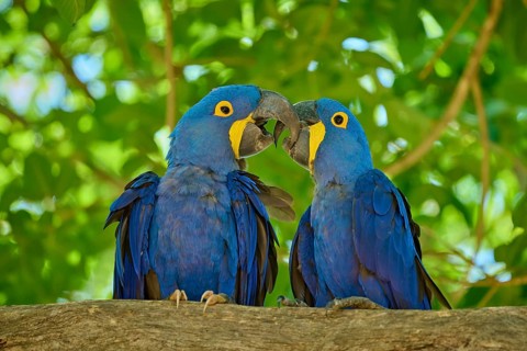 Two blue macaws perched on a branch in a living natural environment, Hyacinth Macaw (Anodorhynchus
