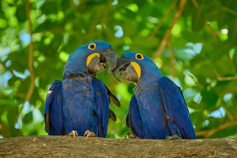 Two blue macaws on a branch under green leaves, a lively and colourful sight, Hyacinth Macaw