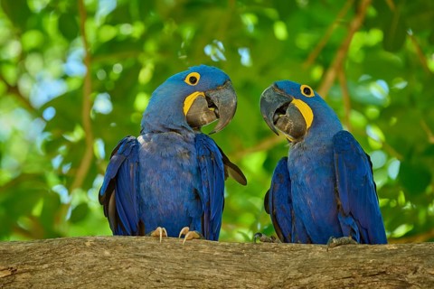 Two blue macaws sitting on a branch in a tropical environment under green leaves, Hyacinth Macaw