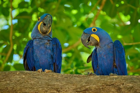 Two blue parrots sitting together on a branch with dense foliage, Hyacinth Macaw (Anodorhynchus