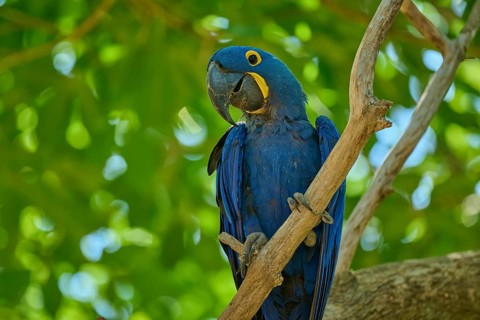 A blue parrot clings to a branch surrounded by tropical greenery, Hyacinth Macaw (Anodorhynchus